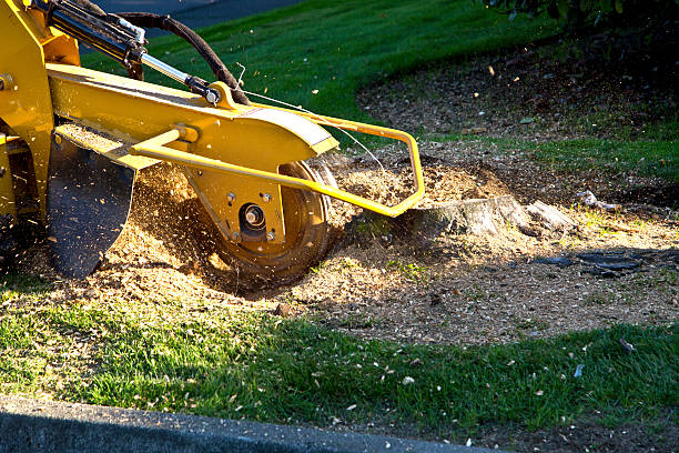 How Our Tree Care Process Works  in  Limon, CO
