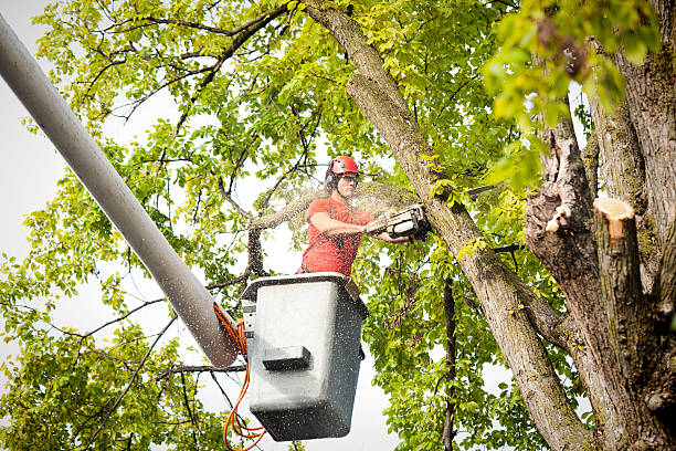 Best Arborist Consultation Services  in Limon, CO